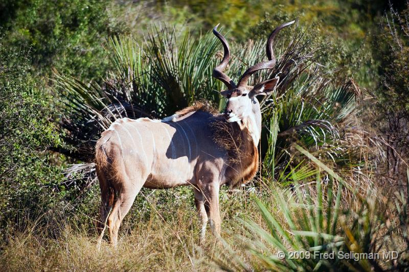 20090615_095130 D3 X1.jpg - Greater Kudu in characteristic 'looking-back' pose